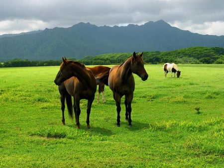 Family on pasture - cavalo, stallion, horse, animals