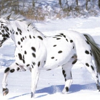 Appaloosa