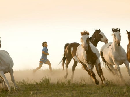 Wild Horses - cavalo, horse, stallion, animals