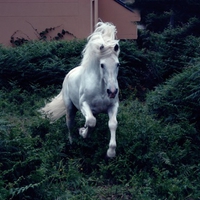 White Horse