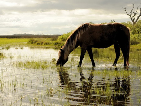 Horse - cavalo, horse, stallion, animals