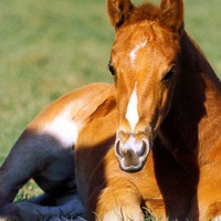 Foal Quarter Horse