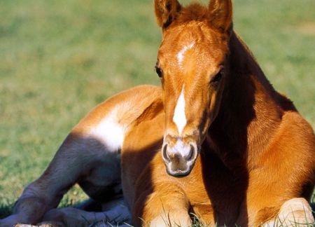 Foal Quarter Horse - cavalo, stallion, horse, animals