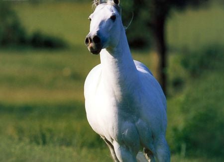 Running Free - cavalo, stallion, horse, animals