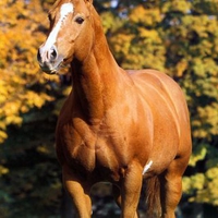 American Quarter Horse