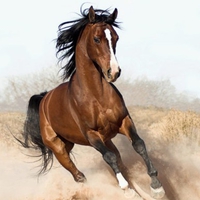 Powerfull Horse