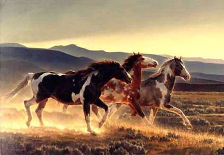 Three Amigos - cavalo, stallion, horse, animals