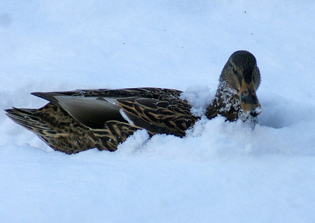 Hide - white, duck, snow, animals, hide, winter, sesons