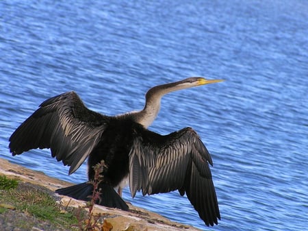 Snake Bird - eats, snake bird, bird, water, snakes