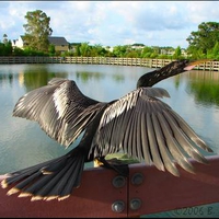 Snake Bird On Display