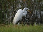 Egret Eating Snake