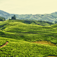 Tea Plantation