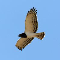 Snake Eagle In Flight