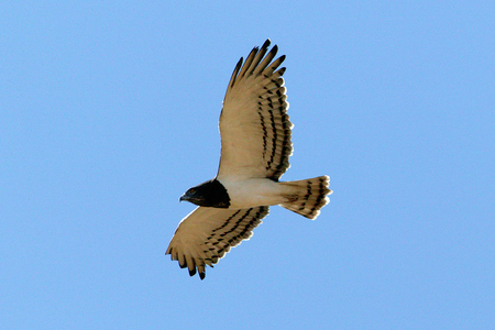 Snake Eagle In Flight - flight, eagle, bird, snake eagle