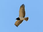 Snake Eagle In Flight