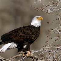 The American Bald Eagle