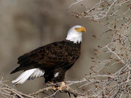 The American Bald Eagle - american, bald eagle, eagle, bird