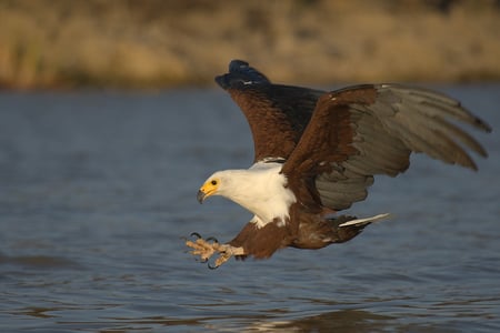 Fish Eagle Hunting - hunting, eagle, african, bird, fish eagle