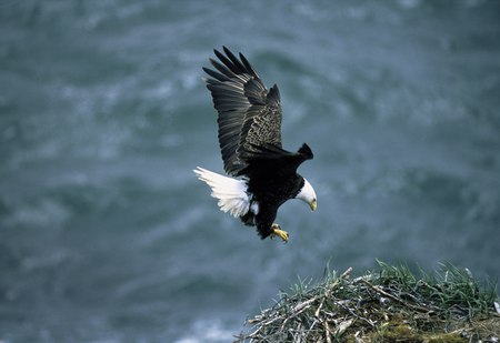 In Alaska - bird, american, eagle, bald eagle, alaska