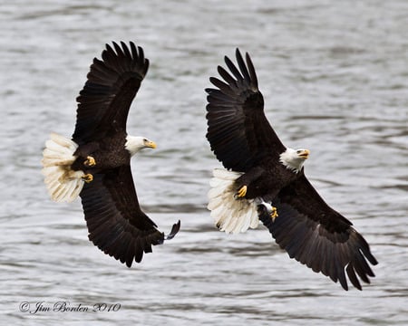 Bald Eagle Pair - american, eagles, bald eagle, birds