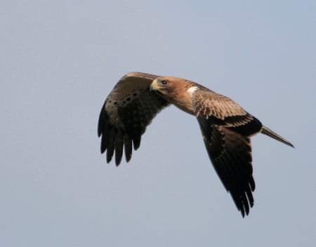 The Booted Eagle - eagle, flight, booted eagle, bird