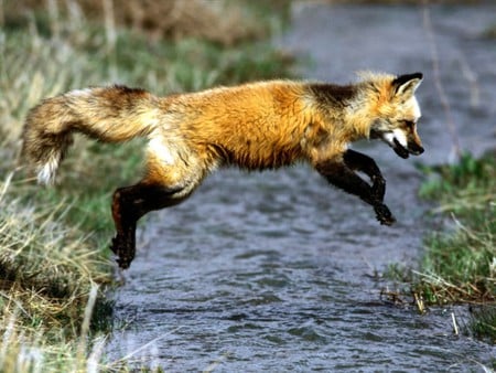 Red Fox Jumping Stream - stream, jumping, cute, red fox