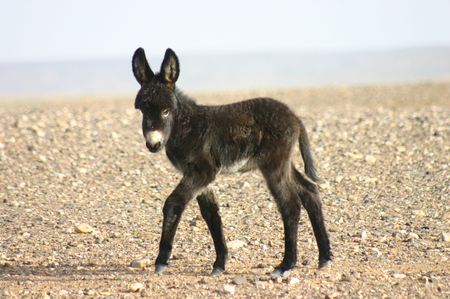 Donkey Crossing Street - cute, street, crossing, donkey