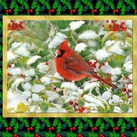 Christmas cardinal