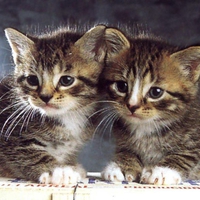 Sweet tabby brothers