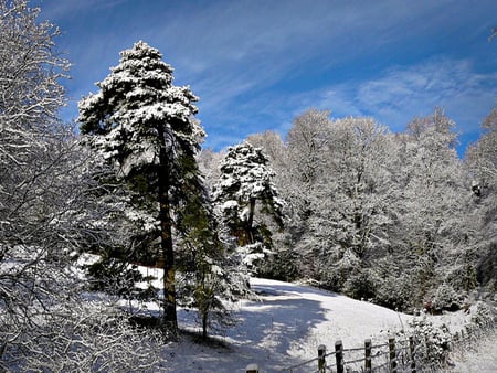 Pines in Winter - fields, trees, winter, christmas, nature, snow, snowy, farms, pines