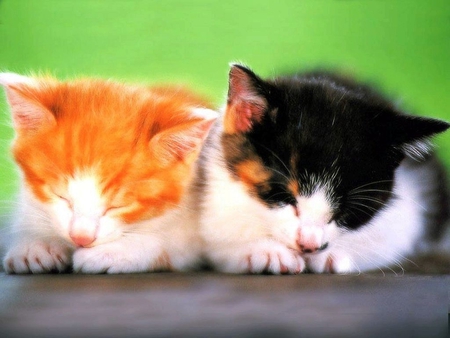 Sweet brother cats - pet, animal, kitten, brother, couple, sweet, cat