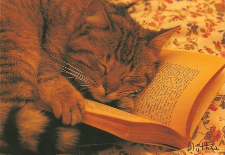 Reading my book - cat, animal, pet, sweet, book, read, kitten