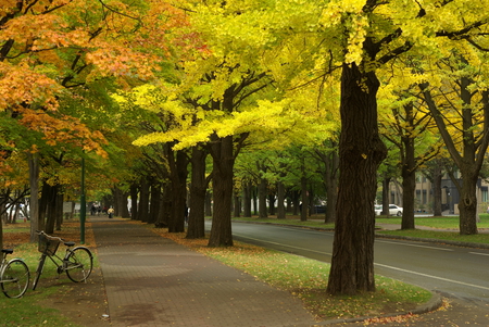 Outono no parque - nature, park, autumn, trees