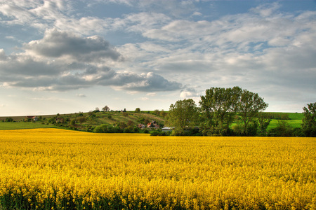 Landscape - nature, field, landscape, yellow