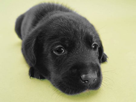 Negro - animal, black, pet, puppy, dog