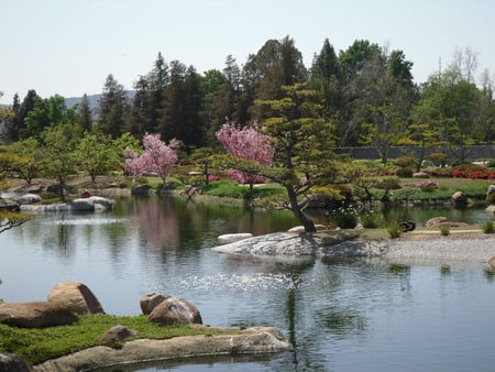 Van Nuys Japanese Garden 1 - water, tree, van nuys, japanese, garden