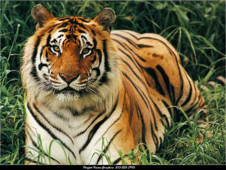 Sweet Face - stripes, pretty, tiger, golden, cat, large