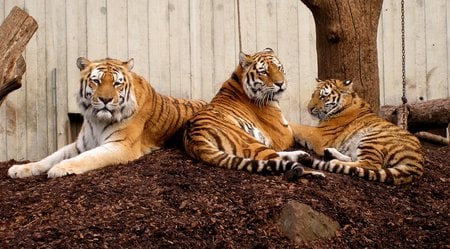 Tiger Trio - trio, cats, striped, golden, tiger, large