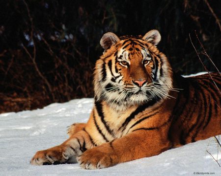 Snowy Tiger - large, snowy, striped, golden, tiger, cat