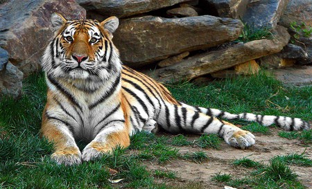 At Leisure - cat, striped, golden, resting, tiger