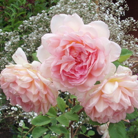 English Roses