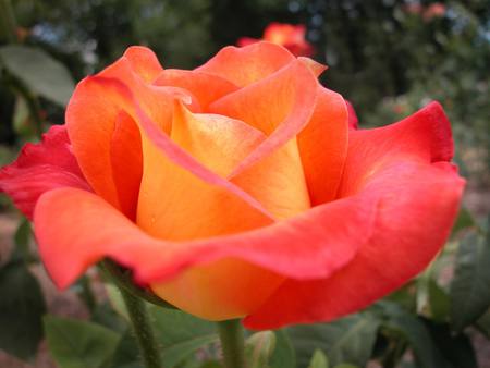 Bright Rose - flower, bright, rose, colorful