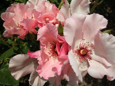 Dainty Bess Roses - flowers, roses, pink, dainty bess