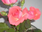 Pink Roses