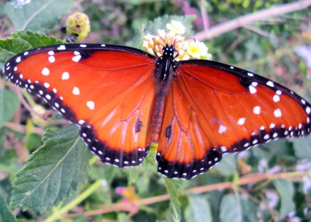 Red Butterfly - insect, butterfly, pretty, red butterfly