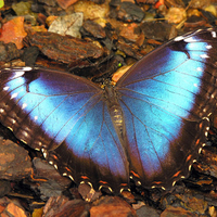 Blue Morpho