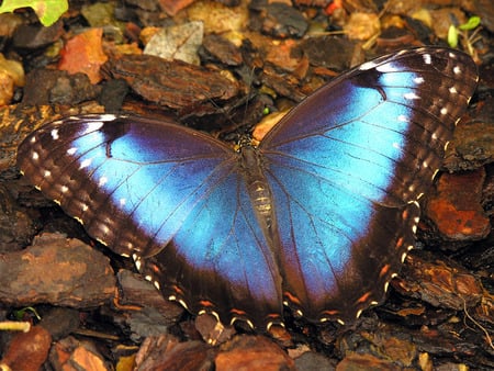 Blue Morpho - insect, butterfly, blue morpho, blue