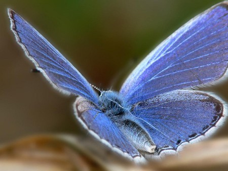 Beautiful Silvery Blue Butterfly - insect, butterfly, silver blue, beautiful