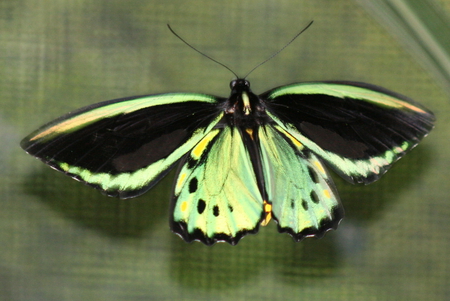 Kuranda Butterfly - green and black, butterfly, insect, kuranda