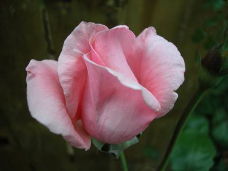 Pink Rosebud